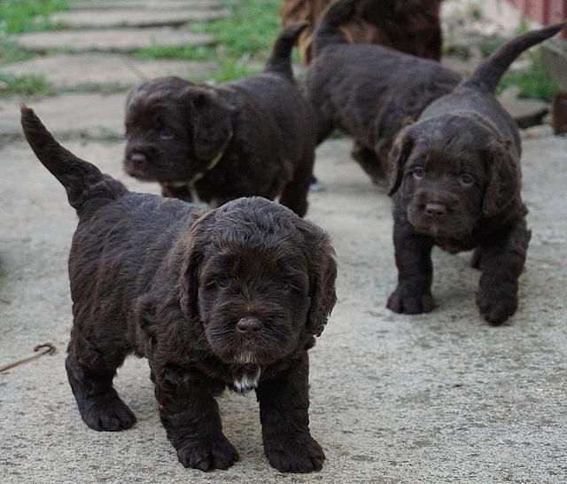 LIza Duke pups 4 wks old 351