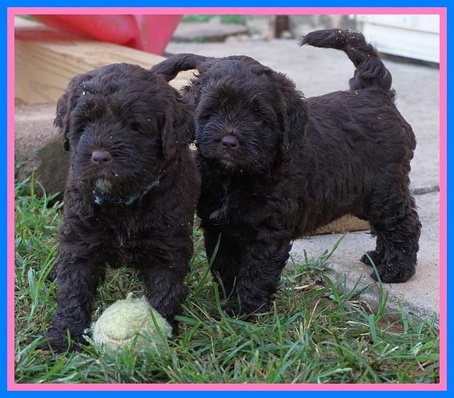 LIza Duke pups 5 wks old 381