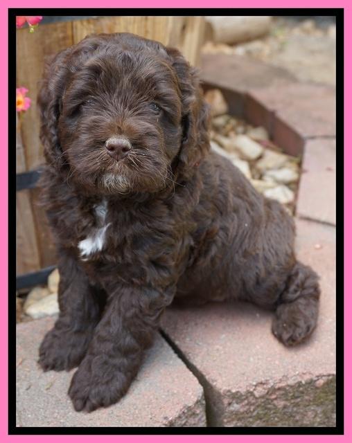 LIza Duke pups 5 wks old 51