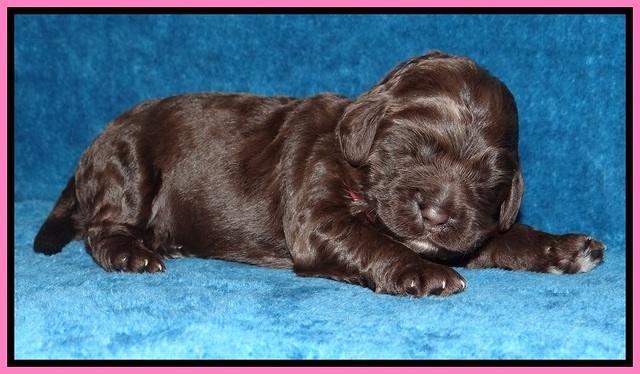 Liza Duke pups 1 wk old 11