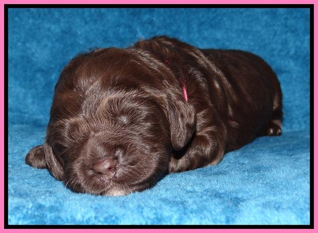 Liza Duke pups 1 wk old 21