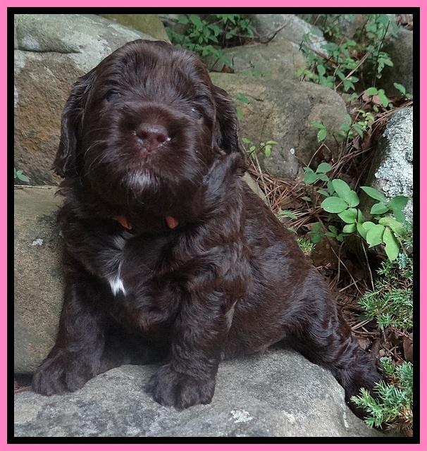 Liza Duke pups 3 wks old 21