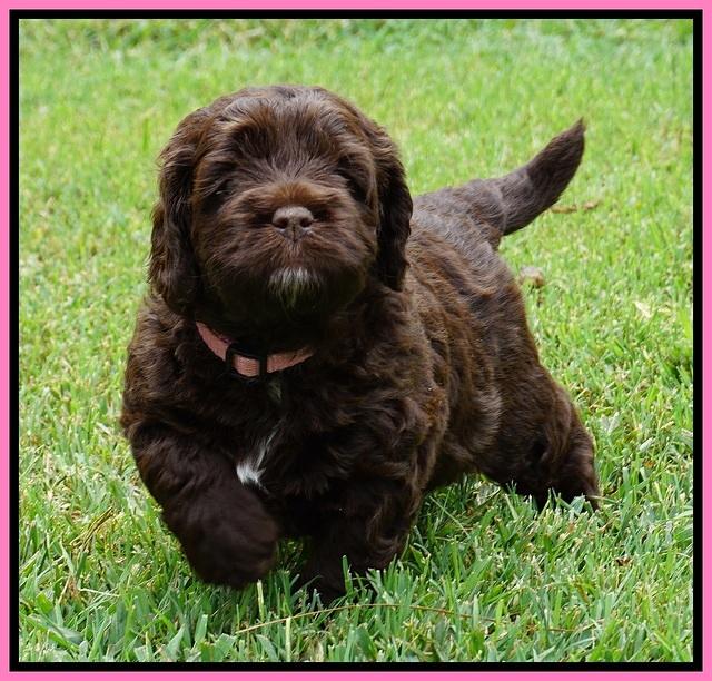 Liza Duke pups 4 wks old 21