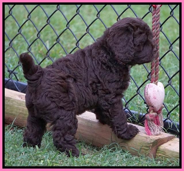 Liza Duke pups 6 wks old 31