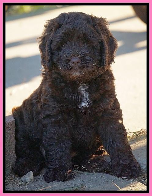 Liza Duke pups 6 wks old 51