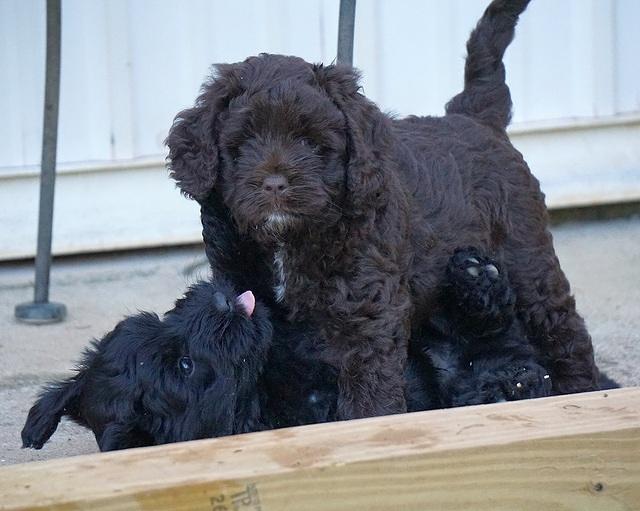 Liza Duke pups 6 wks old 521