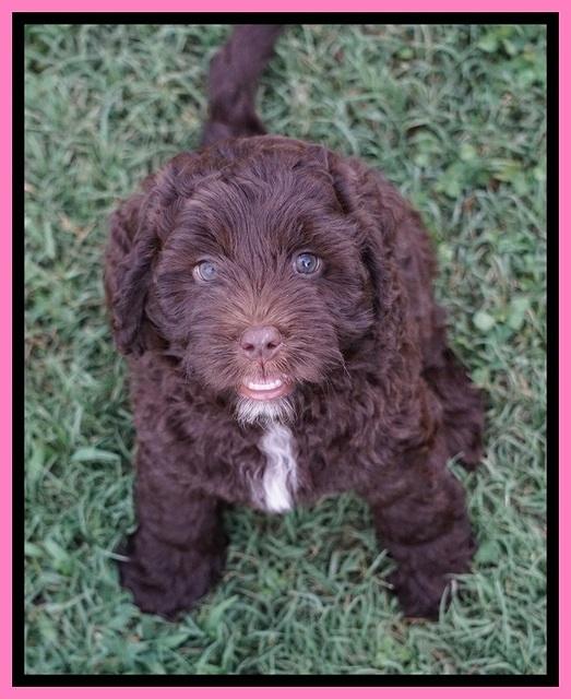 Liza Duke pups 7 wks old 11