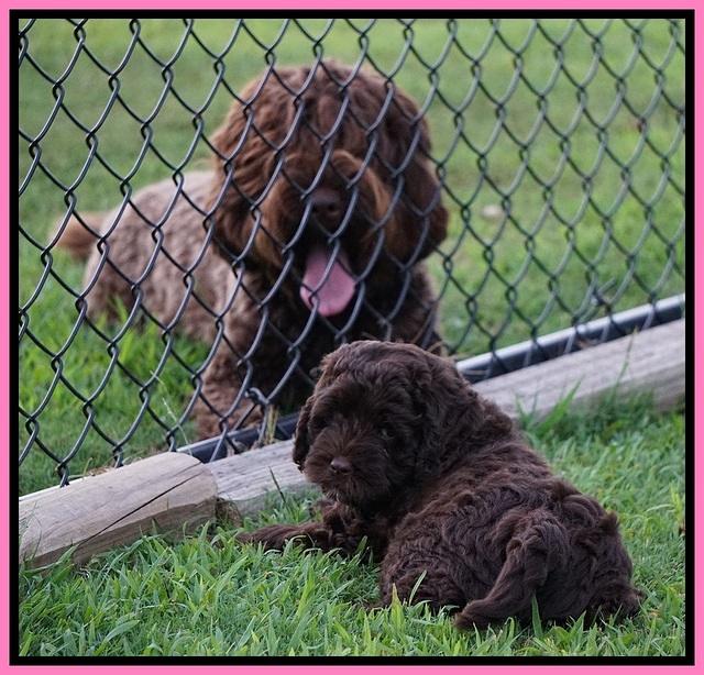 Liza Duke pups 7 wks old 21