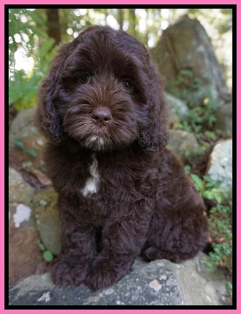 Liza Duke pups 8 wks old 61