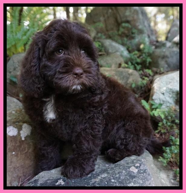 Liza Duke pups 8 wks old 91