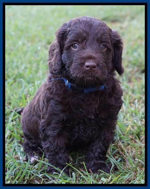 LIza Duke pups 5 wks old 91