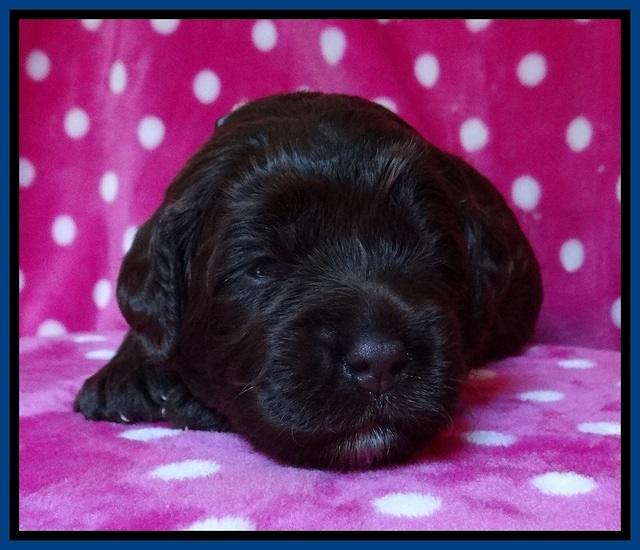 Liza Duke pups 2 wks old 41