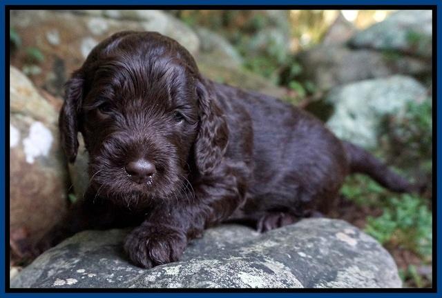 Liza Duke pups 3 wks old 61