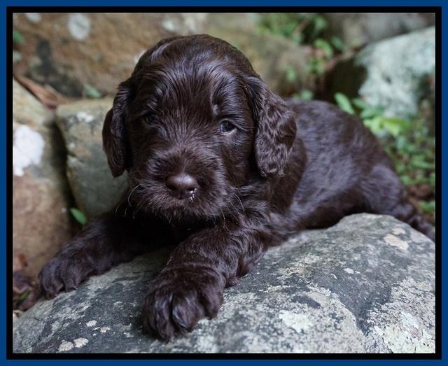 Liza Duke pups 3 wks old 71