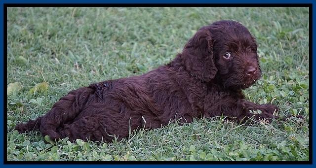 Liza Duke pups 6 wks old 121