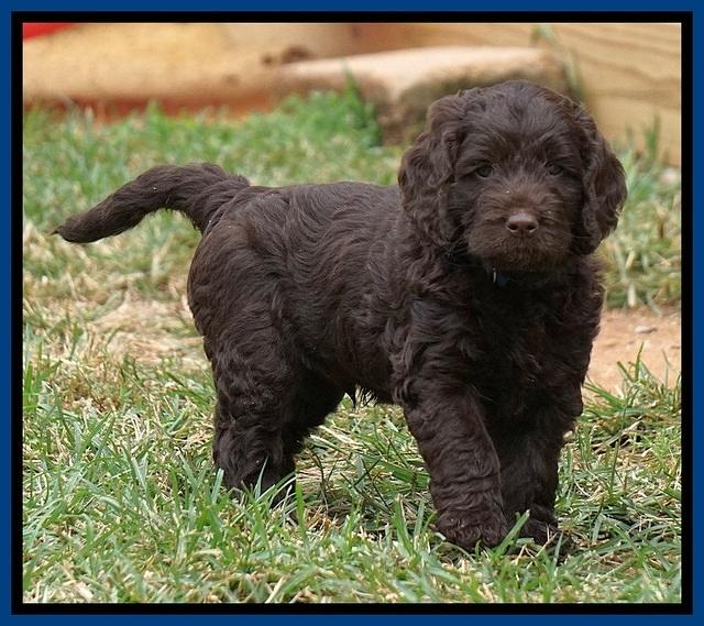 Liza Duke pups 6 wks old 131