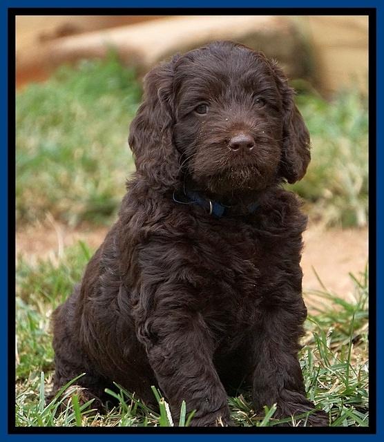 Liza Duke pups 6 wks old 141