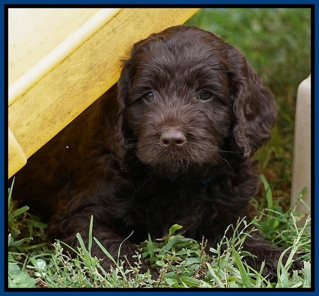 Liza Duke pups 6 wks old 161