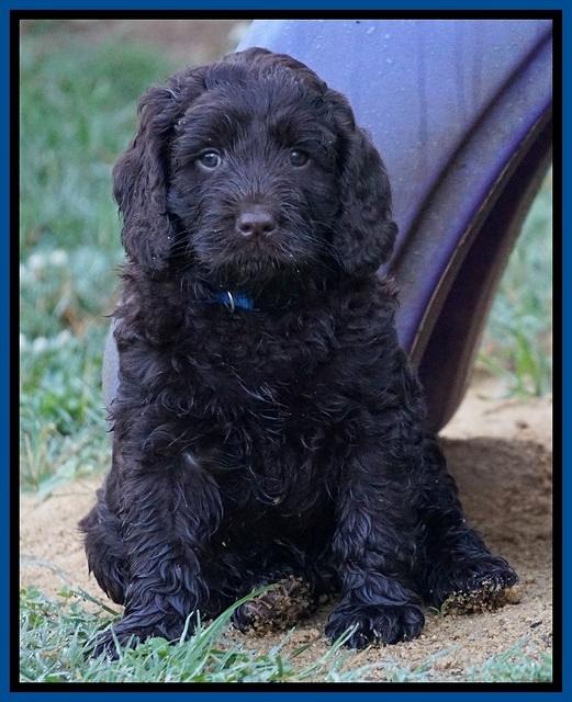 Liza Duke pups 6 wks old 171