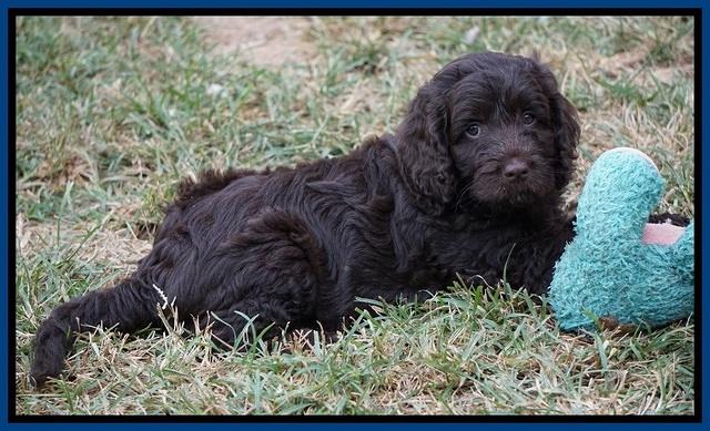 Liza Duke pups 7 wks old 101