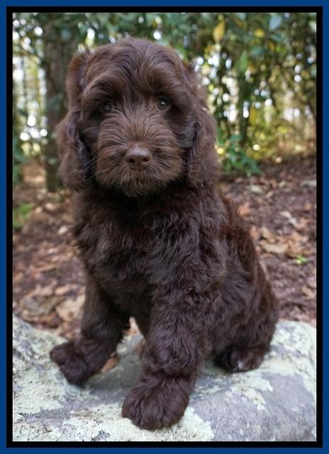 Liza Duke pups Blue and red boys 074