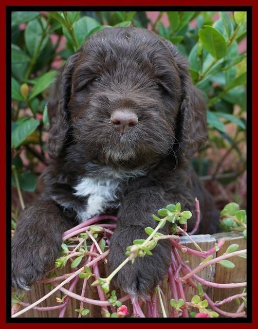 LIza Duke pups 5 wks old 121