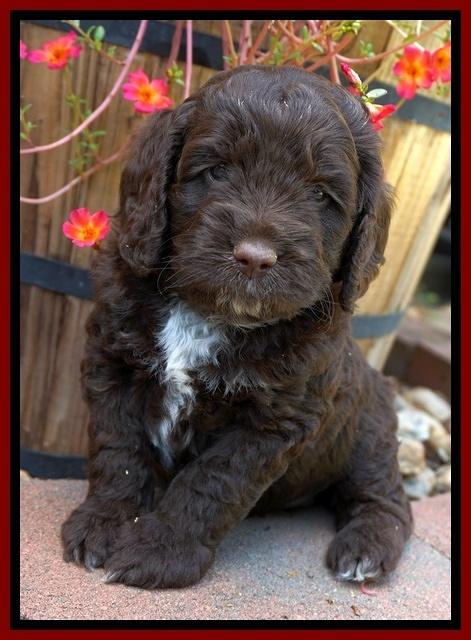 LIza Duke pups 5 wks old 131