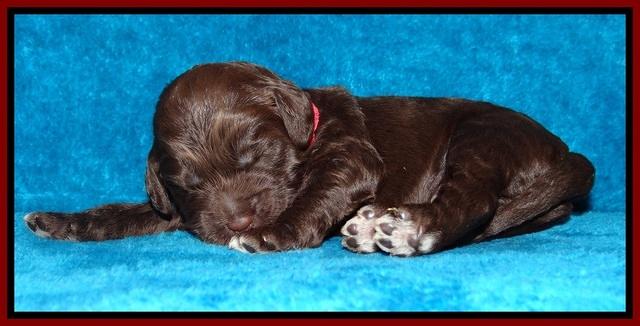 Liza Duke pups 1 wk old 61