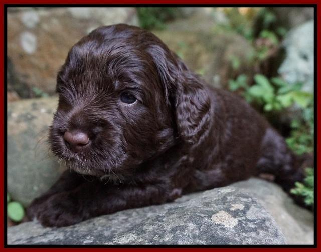 Liza Duke pups 3 wks old 111