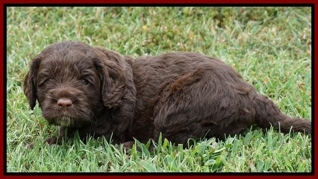 Liza Duke pups 4 wks old 171