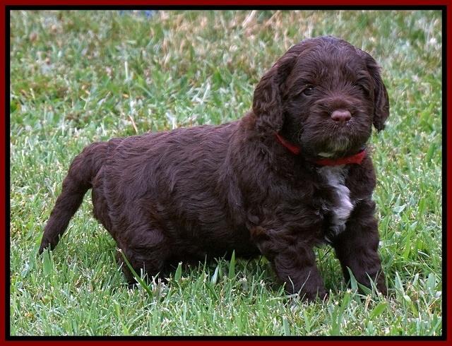 Liza Duke pups 4 wks old 181