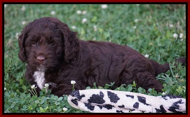 Liza Duke pups 6 wks old 281