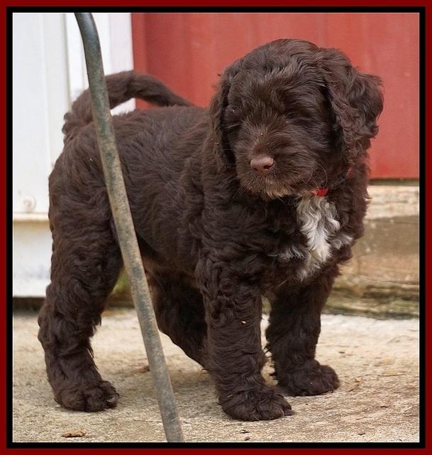 Liza Duke pups 6 wks old 291