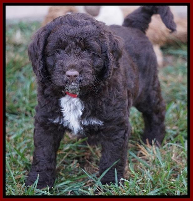 Liza Duke pups 6 wks old 311