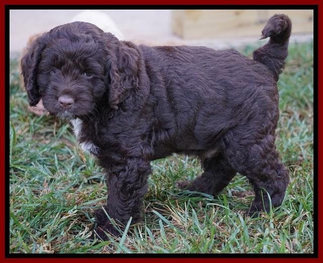 Liza Duke pups 6 wks old 321