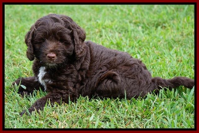 Liza Duke pups 7 wks old 171