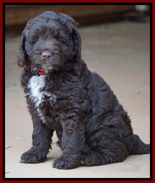 Liza Duke pups 7 wks old 181