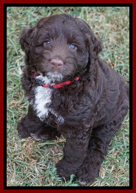 Liza Duke pups 7 wks old 191
