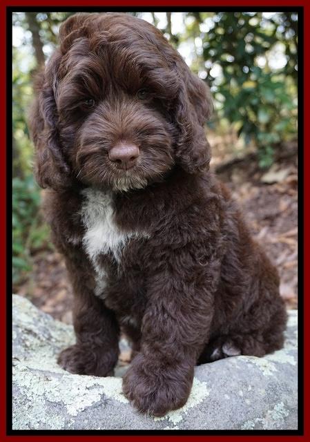 Liza Duke pups Blue and red boys 047