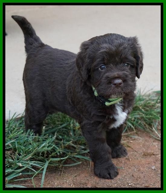 LIza Duke pups 4 wks old 161
