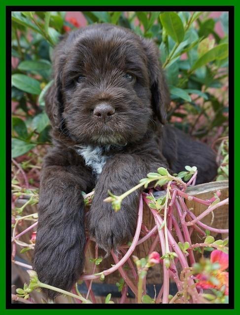 LIza Duke pups 5 wks old 161