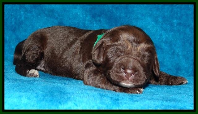 Liza Duke pups 1 wk old 81