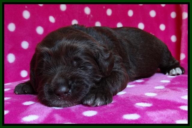 Liza Duke pups 2 wks old 111