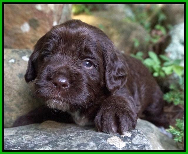 Liza Duke pups 3 wks old 131