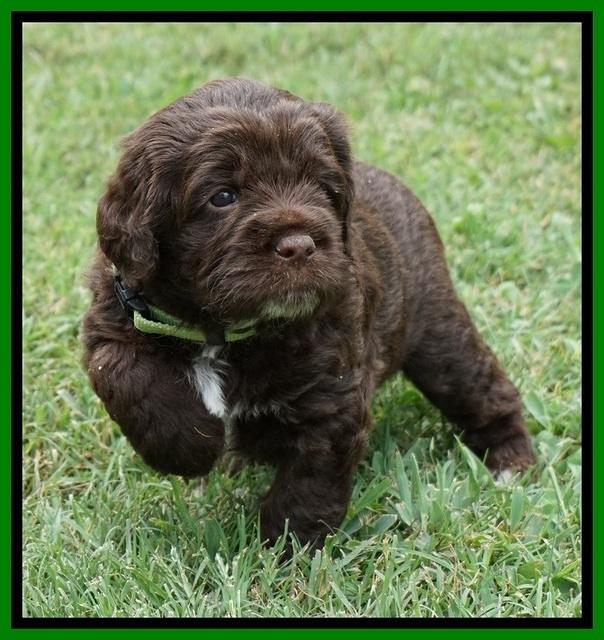 Liza Duke pups 4 wks old 121