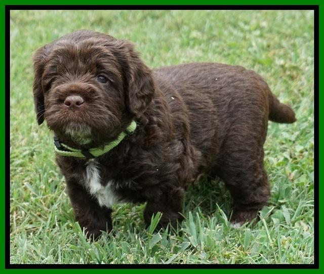 Liza Duke pups 4 wks old 131
