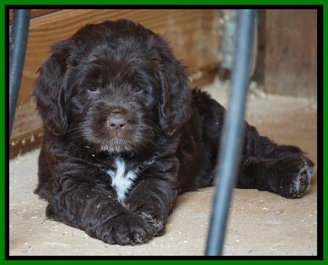 Liza Duke pups 6 wks old 181