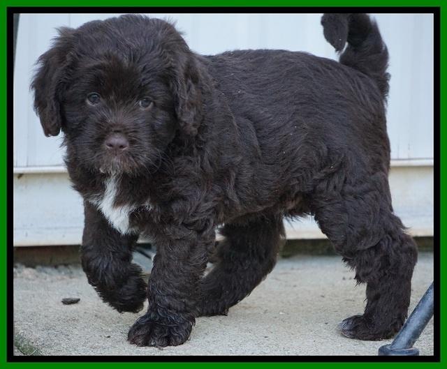 Liza Duke pups 6 wks old 261