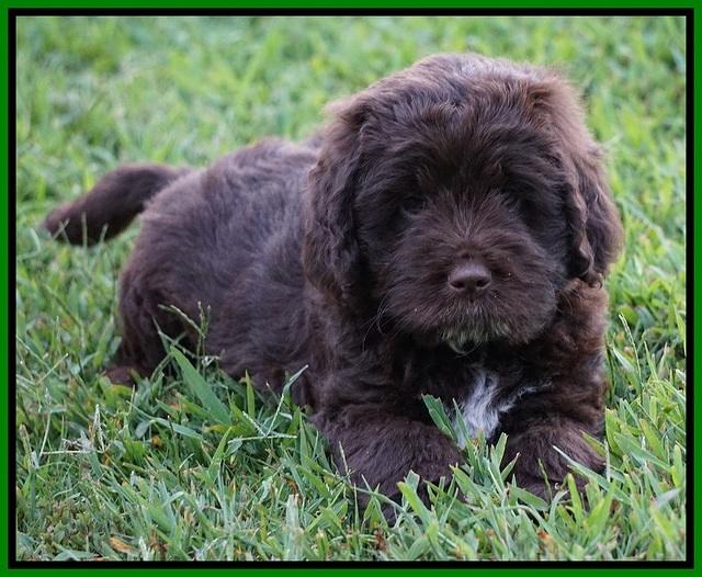 Liza Duke pups 7 wks old 221