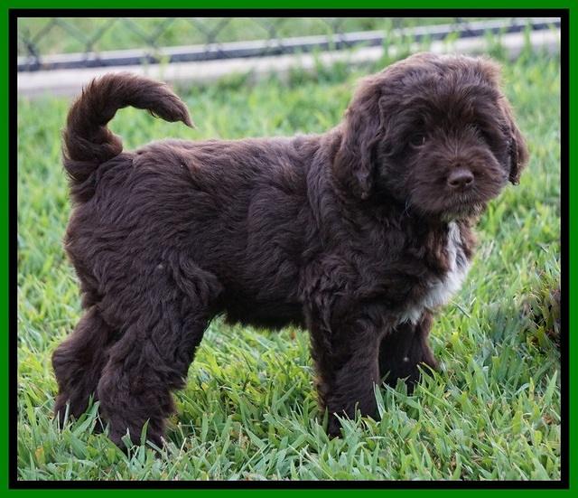 Liza Duke pups 7 wks old 271
